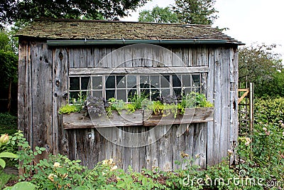 Pretty weathered shed with crooked window boxes filled with flowers in flower garden Stock Photo