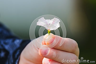 Child offering a flower as a gift Stock Photo