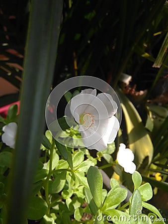 Pretty white hidden flowers now Stock Photo