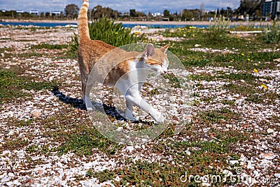 Pretty white orange female cat walking in the wild along the sea coast of the southern part of Athens in Greece Stock Photo