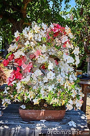 Pretty white and pink blossoms crowding tiny bonsai tree hidden by pedals on garden bench Stock Photo