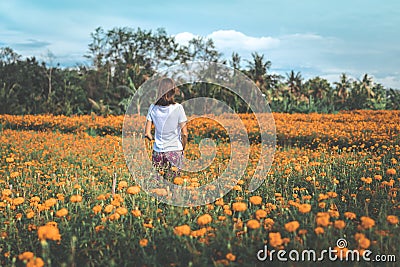 Pretty woman stands in marigold field in the valley. Tropical island of Bali, Indonesia. Stock Photo