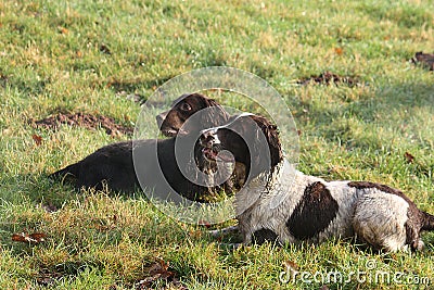 Pretty working type spaniel gundogs lying on grass together Stock Photo