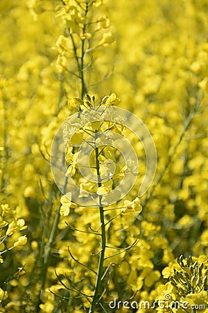 Gorgeous Yellow Rape Seed Blooming Up Close Stock Photo