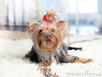 Pretty Yorkshire terrier dog indoor Stock Photo