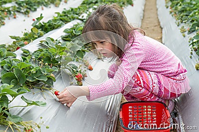 Pretty Young Girl Picking Fruit at Strawberry Farm Stock Photo