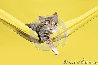 Pretty young kitten hanging in a yellow hammock on a summer yellow background Stock Photo