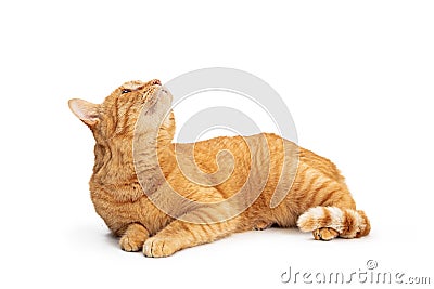 Orange Tabby Cat Lying on White Up Stock Photo