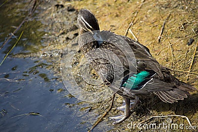 A pretty young Pacific Black Duck is preening its wing feathers by the calm lake. Stock Photo