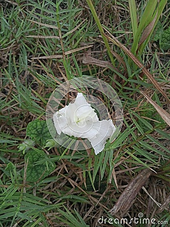 Prety white flower green leave Stock Photo