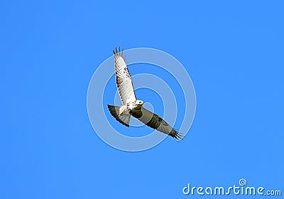 Prey Goshawk Flying Bird.Hawk on the wing. Stock Photo