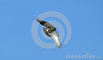 Prey Goshawk Flying Bird.Hawk on the wing. Stock Photo