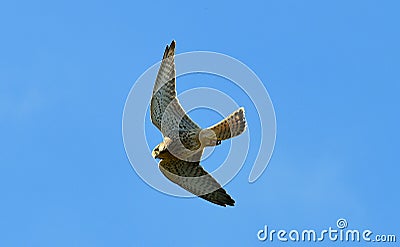 Prey Goshawk Flying Bird.Hawk on the wing. Stock Photo