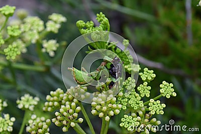 Preying mantis feeding on fly`s head Stock Photo