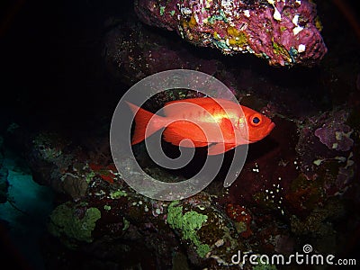 Priacanthus hamrur, Fury Shoal Stock Photo