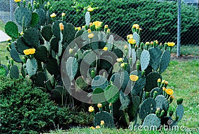 A Prickle Pear cactus somewhere in Georgia. Stock Photo