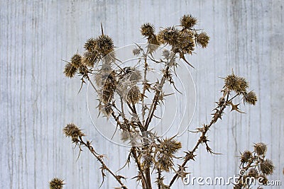 Prickle plant arctium minus lesser burdock dried flowers on gray mortary background. Selective focus Stock Photo