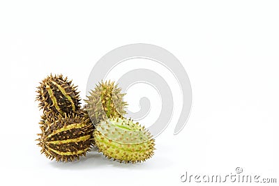 Prickly Stock Photo