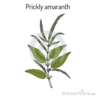 Prickly Amaranth Amaranthus spinosus , or Needle burr, medicinal plant Vector Illustration