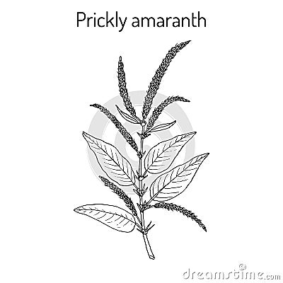 Prickly Amaranth medicinal plant Vector Illustration