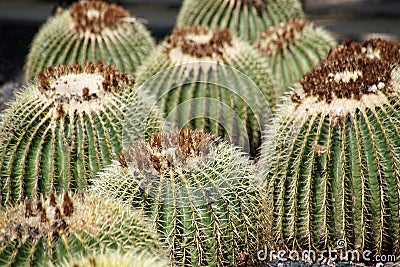 Prickly balls. Cactus grows in a group Stock Photo