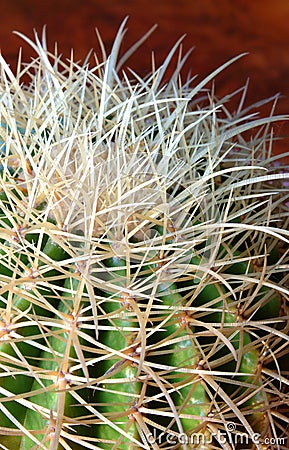 Prickly Cactus Stock Photo