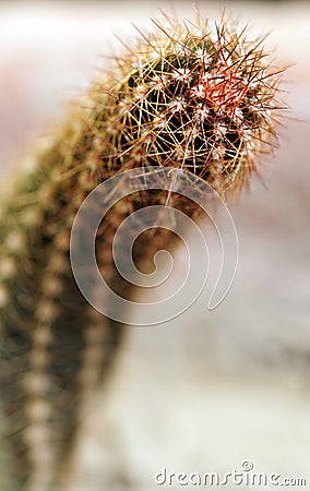 Prickly cactus closeup shot Stock Photo