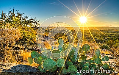 Prickly cactus and vibrant sunset in Sonoran Desert Stock Photo