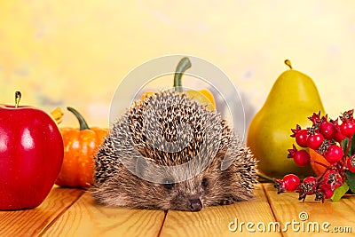 Prickly gray hedgehog sitting on table, next to berries, vegetables and fruits Stock Photo