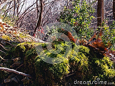 Prickly green plant butcher`s broom and textured moss. Stock Photo