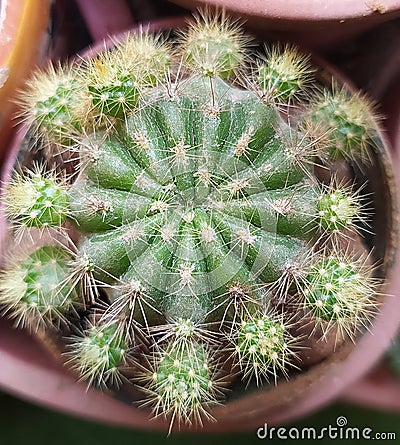 PRICKLY ONES! WITH BABIES Stock Photo