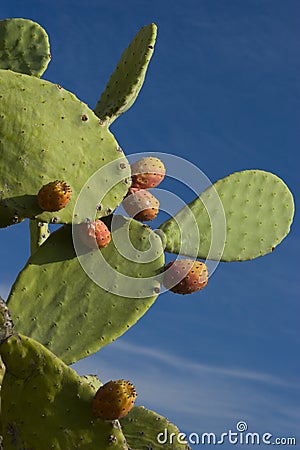Prickly pear Cactus Stock Photo