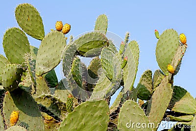 Prickly pear cactus Stock Photo