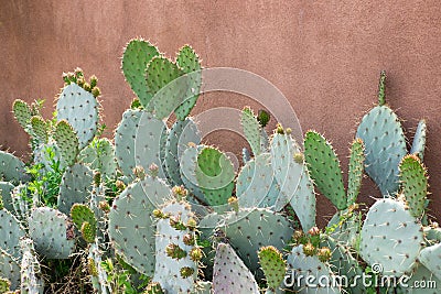 Prickly pear cactus against stucco orange wall. Stock Photo