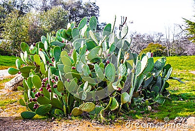 Prickly Pear Cactus With Blooming Buds Stock Photo