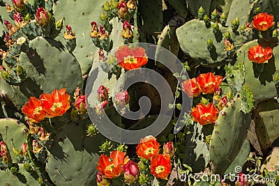 Prickly pear cactus blooming with red flower cacti orange red arizona opuntia plant vegetation Stock Photo