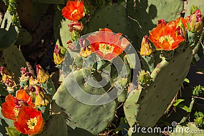 Prickly pear cactus blooming with red flower cacti orange red arizona opuntia plant vegetation Stock Photo