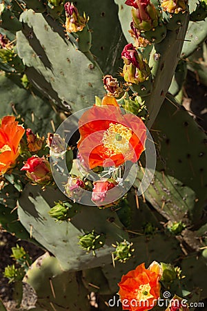 Prickly pear cactus blooming with red flower cacti orange red arizona opuntia plant vegetation Stock Photo