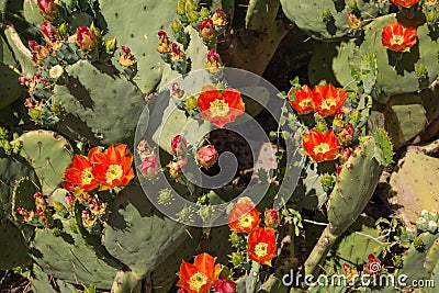 Prickly pear cactus blooming with red flower cacti orange red arizona opuntia plant vegetation Stock Photo