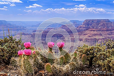 Prickly Pear Cactus Blooms serenely on the rim of the Grand Canyon. Stock Photo