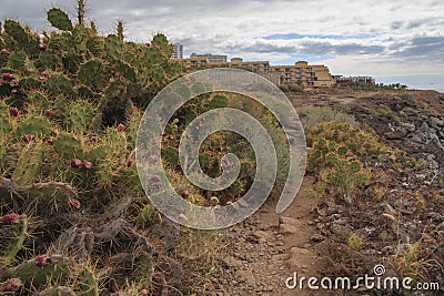 Prickly pear cactus in Callo salvaje, Tenerife Canary islands Stock Photo