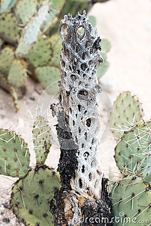 Prickly Pear with dead cactus Stock Photo