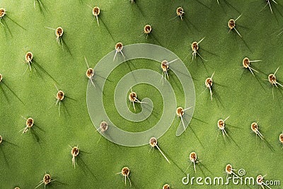 Prickly Pear Cactus Detail Stock Photo