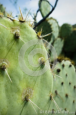 Prickly Pear Cactus Detail, Tucson, Arizona Stock Photo