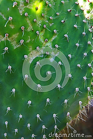 Prickly Pear Cactus Disease Nopal Close-up. Stock Photo