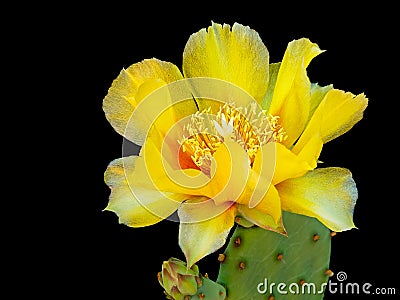 Prickly pear cactus flower - delicate yellow petals over black. Stock Photo