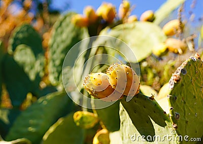 Prickly pear cactus with fruit Stock Photo