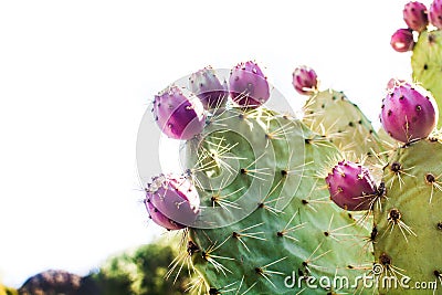 Prickly pear cactus with fruit isolated Stock Photo