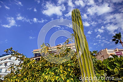 Prickly Pear Cactus Stock Photo