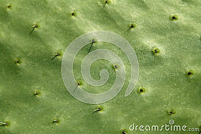 Prickly pear cactus nopal detail Stock Photo